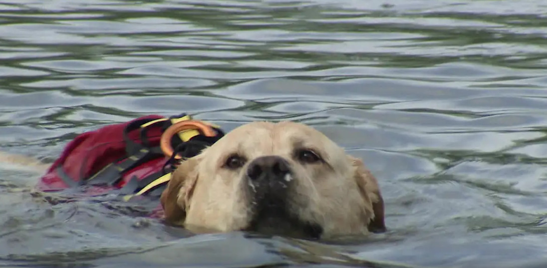 The brave dog leaped into the raging river without a second thought, rescuing its owner and becoming a beloved local hero